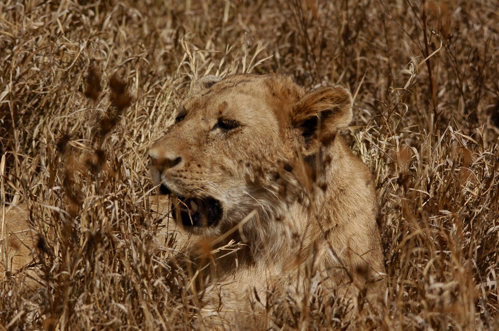 Tanzanie: Serengeti et Ngorongoro, vol 1, 08/2015