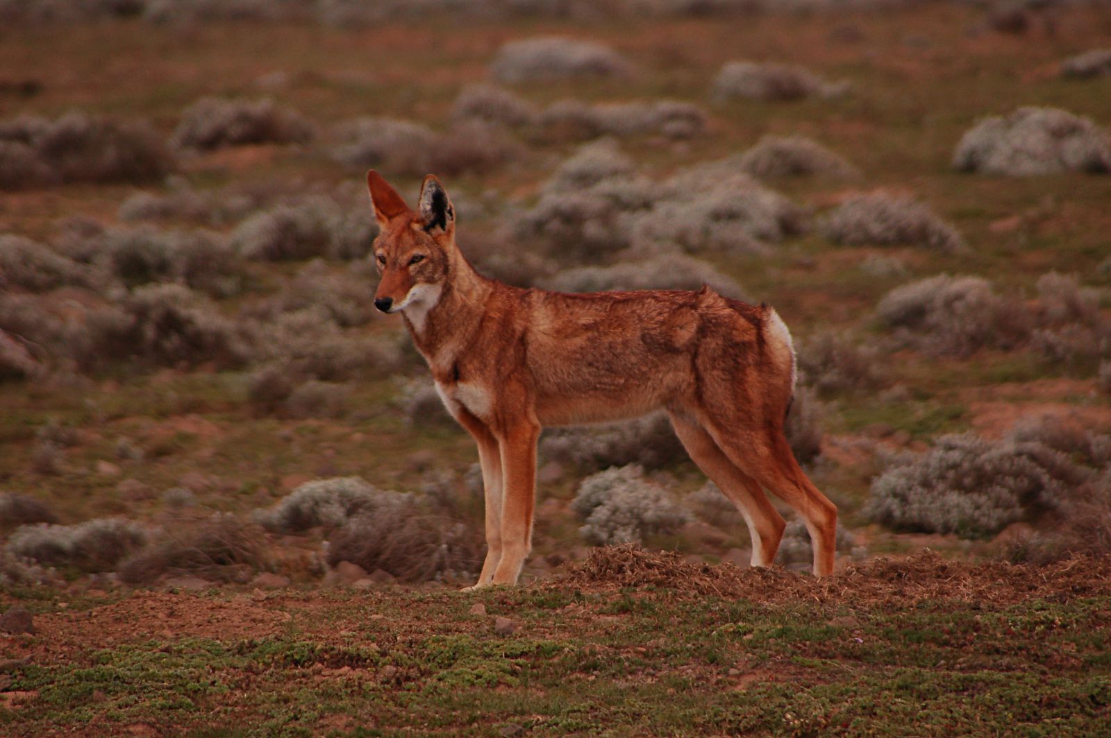 Loup d'Ethiopie (Canis simensis)